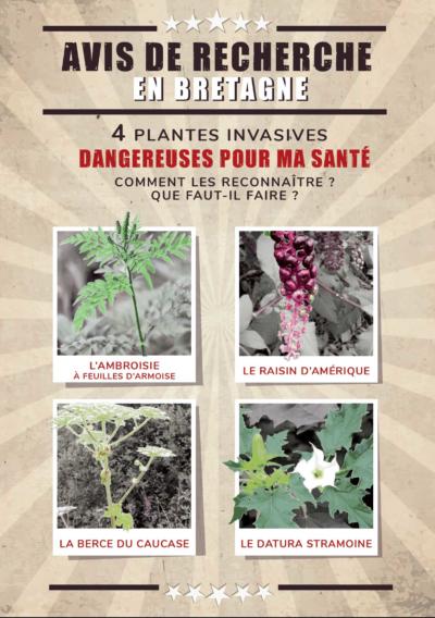 Affiche avis de recherche 4 plantes invasives en Bretagne