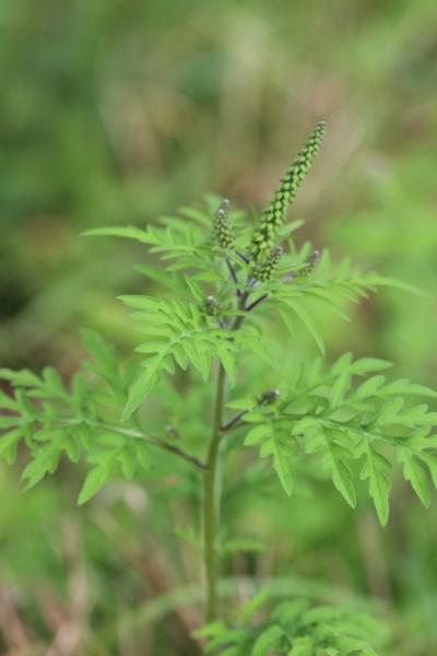 Plantes invasive Ambroisie à feuilles d'armoise