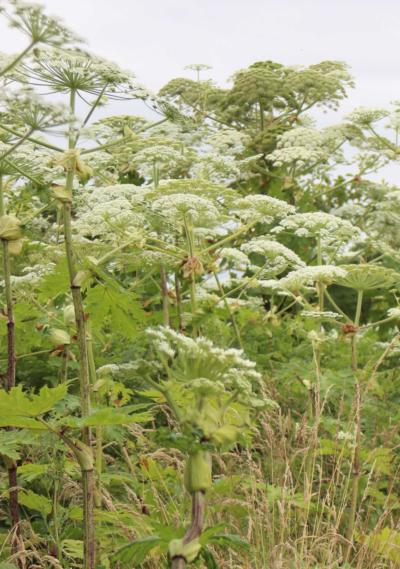 Plantes invasives Berce du Caucase