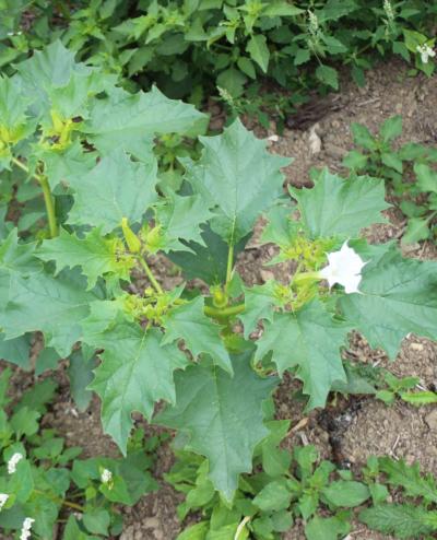 Plantes invasives Datura Stramoine