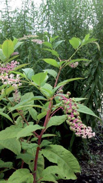 Plantes invasives Raisin d'Amérique