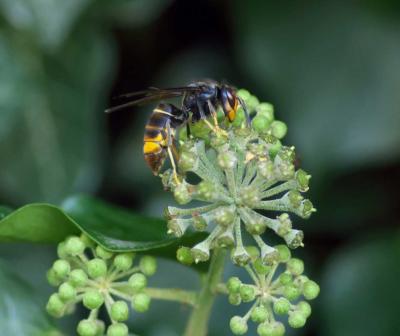 Frelon asiatique - Espèce invasive