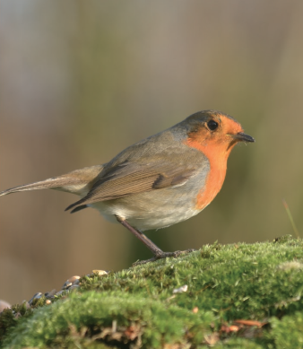 rouge gorge sur une branche