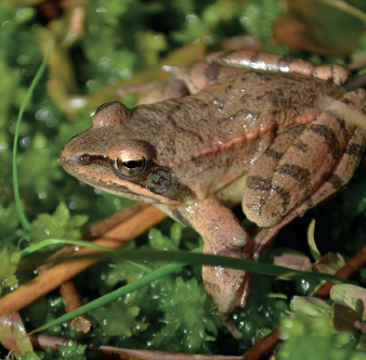 grenouille dans la vegetation