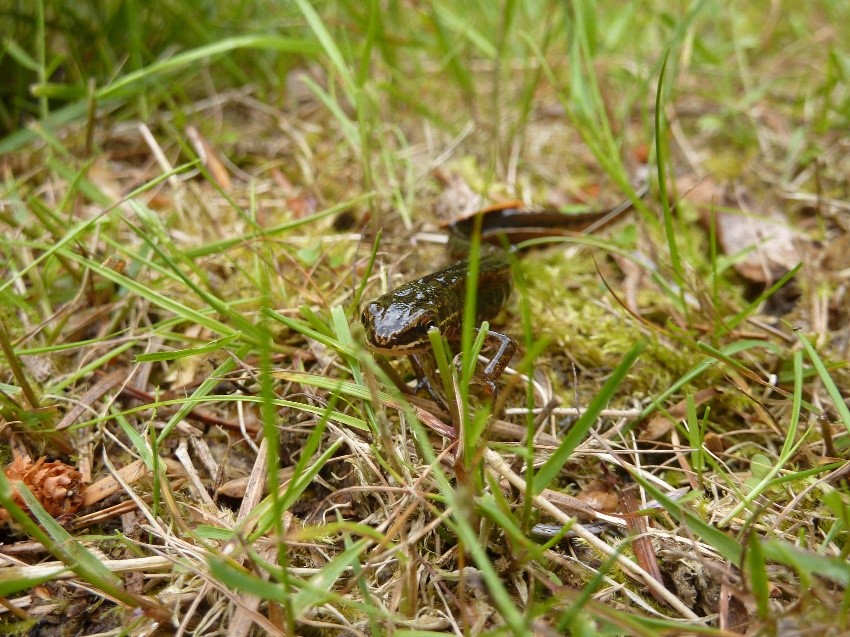 amphibiens maison estuaire grenouille