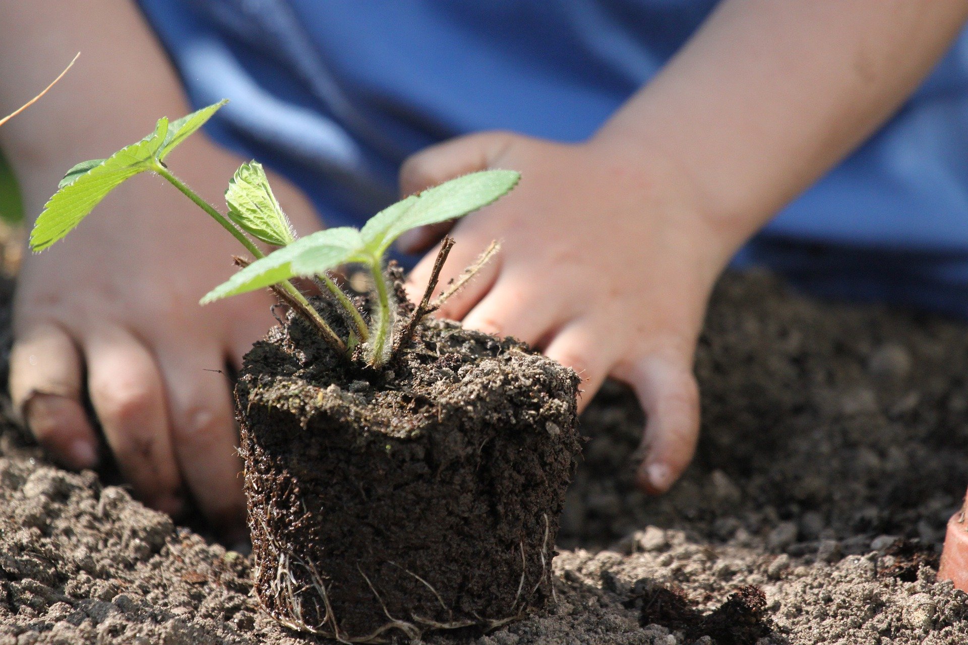 mains d'enfants qui plantent un plan de légume en terre