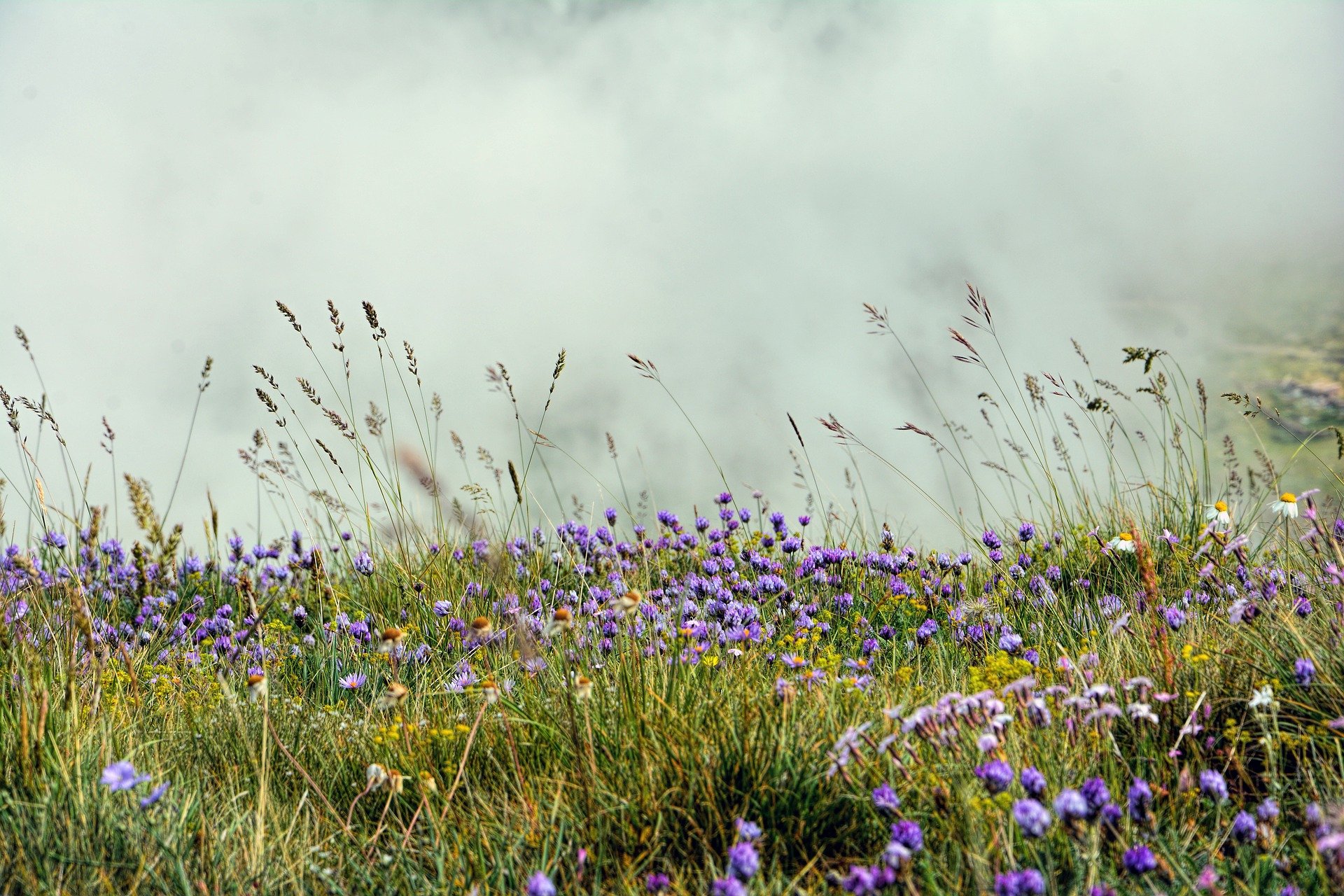 champ de pature avec fleurs et herbes hautes