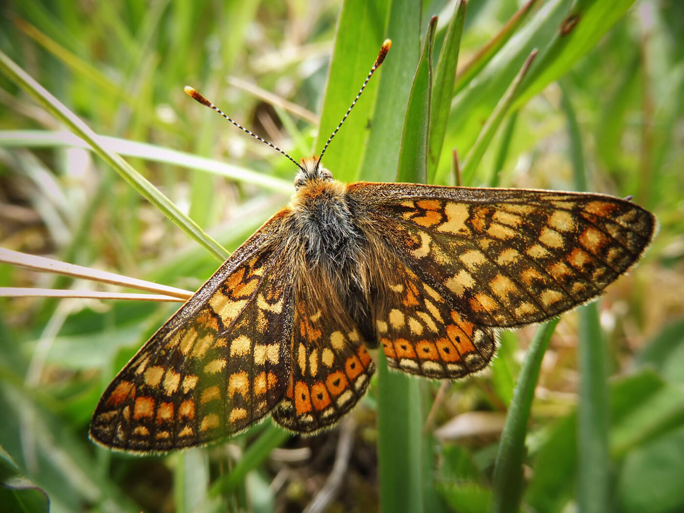 Le Damier De La Succise Un Papillon Rare Prot g Par Les Agriculteurs Le Damier De La Succise Un Papillon Rare Prot g Par Les Agriculteurs