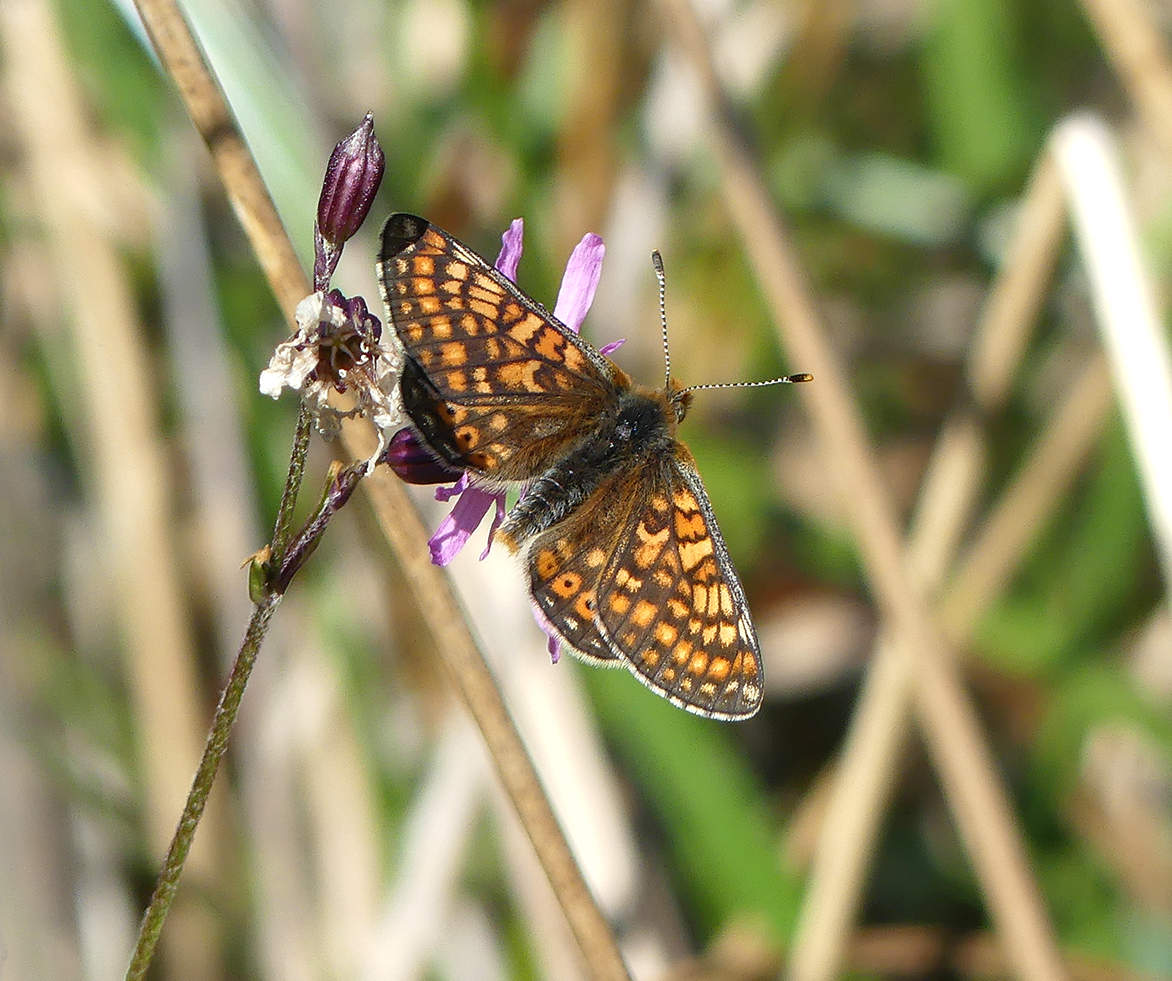 Le Damier De La Succise Un Papillon Rare Prot g Par Les Agriculteurs Le Damier De La Succise Un Papillon Rare Prot g Par Les Agriculteurs