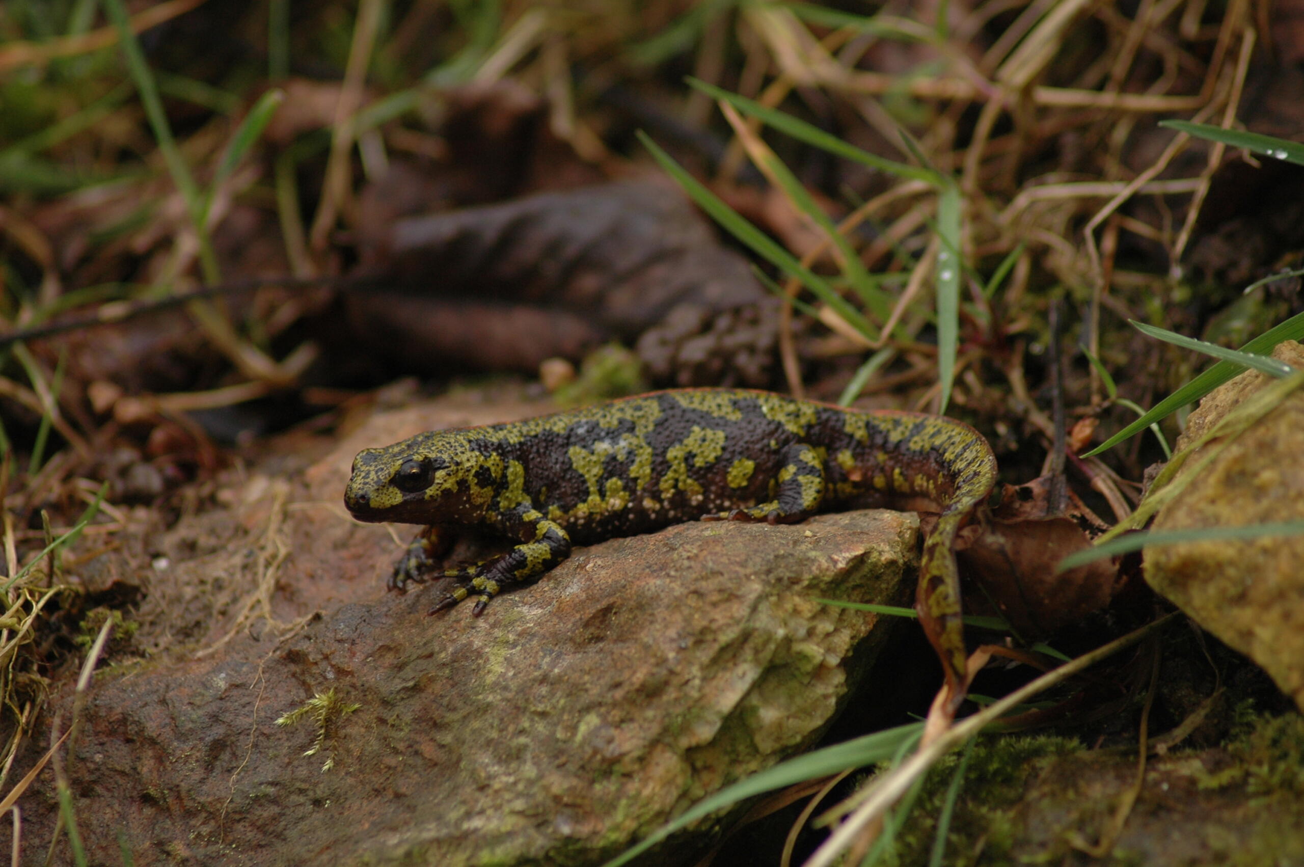Texte de remplacement non renseigné