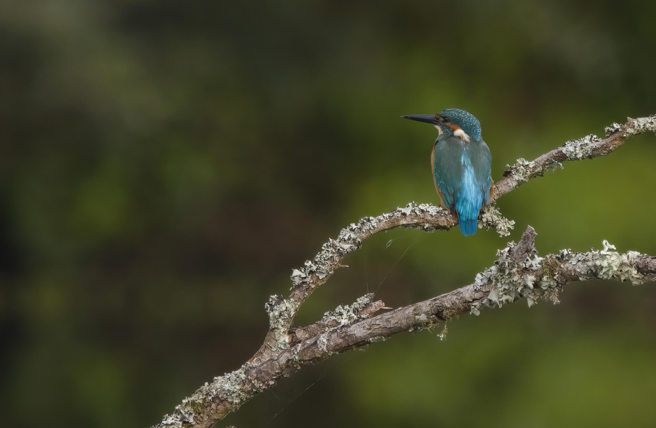 Texte de remplacement non renseigné