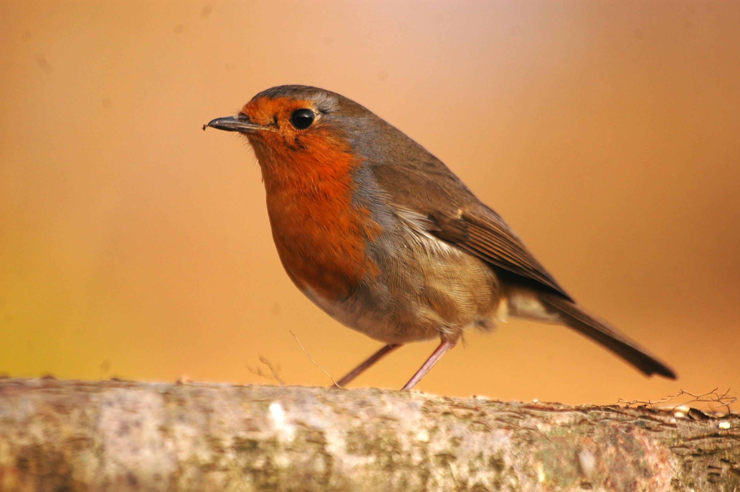 Texte de remplacement non renseigné