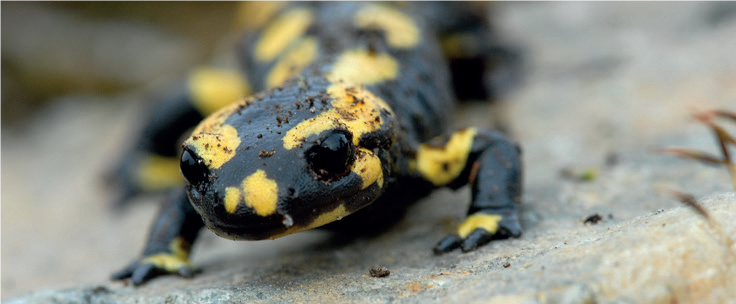 Texte de remplacement non renseigné